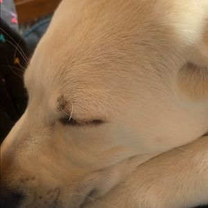 Meet your Posher, Barbara